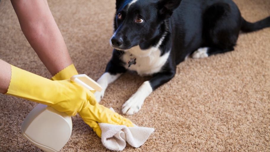 pet urine cleaner