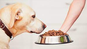 Is a slightly cooked meal good for your dog?