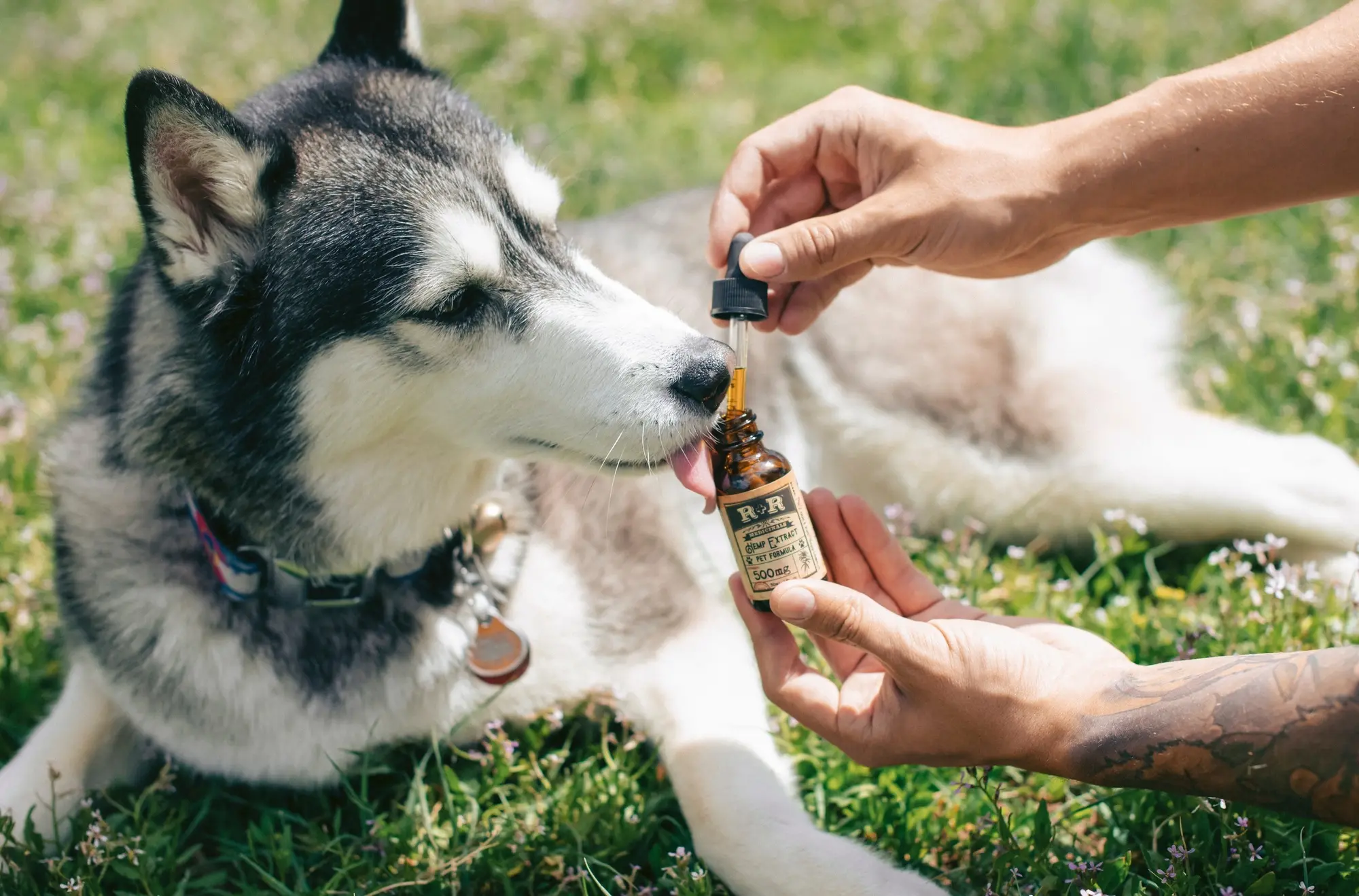 cbd oil for dogs canada