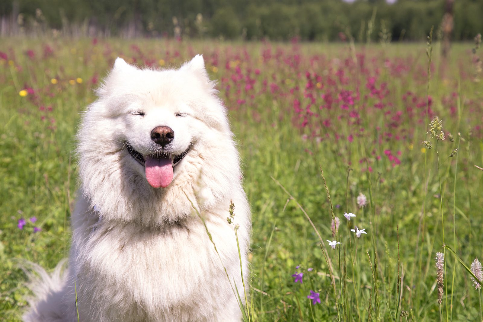 Top Reasons to Use CBD Oil for Your Dog's Wellbeing