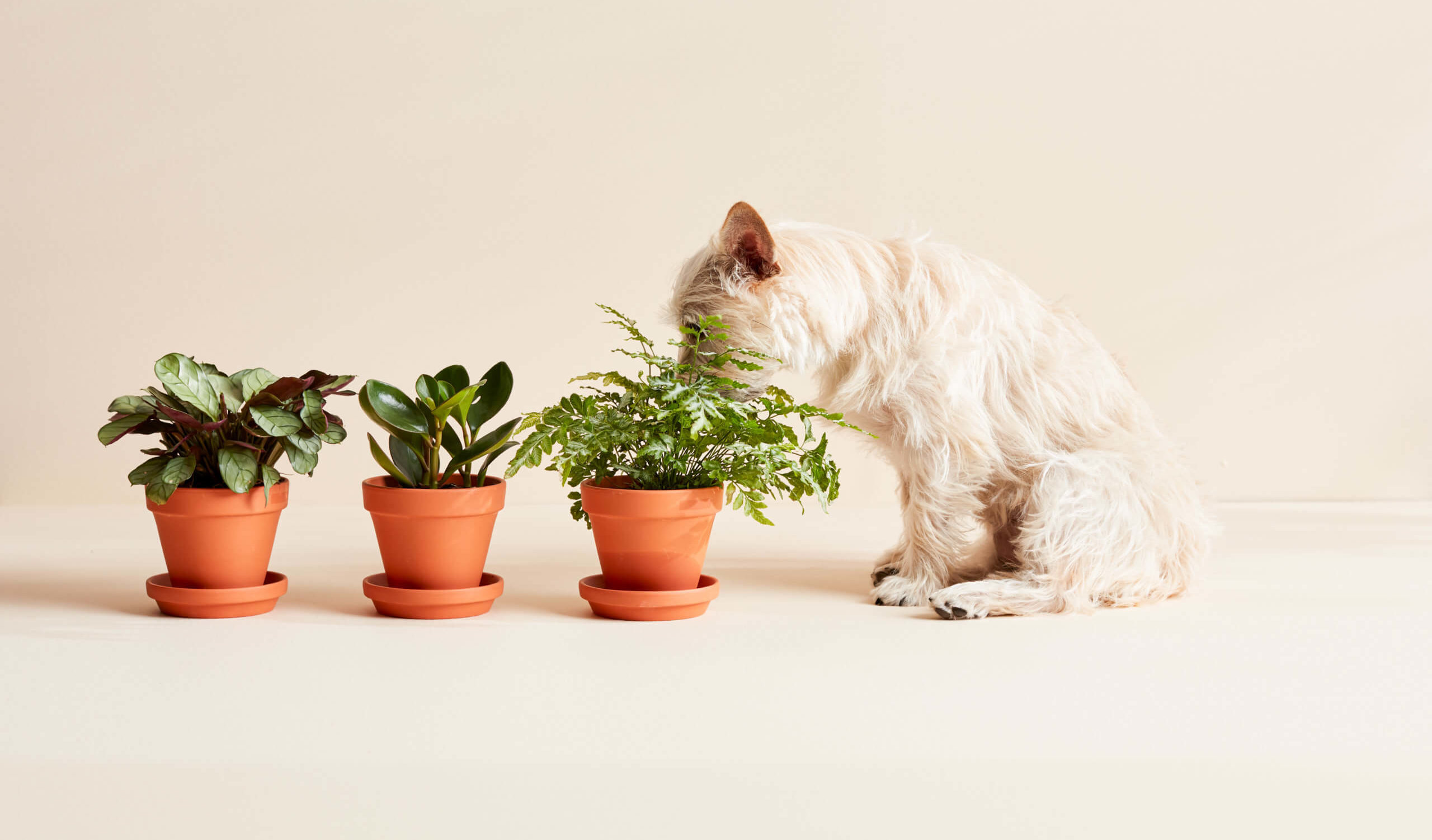 Pet-Friendly Living: The Best Indoor Plants That Are Safe for Your Animals