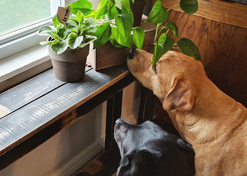 pet friendly plants