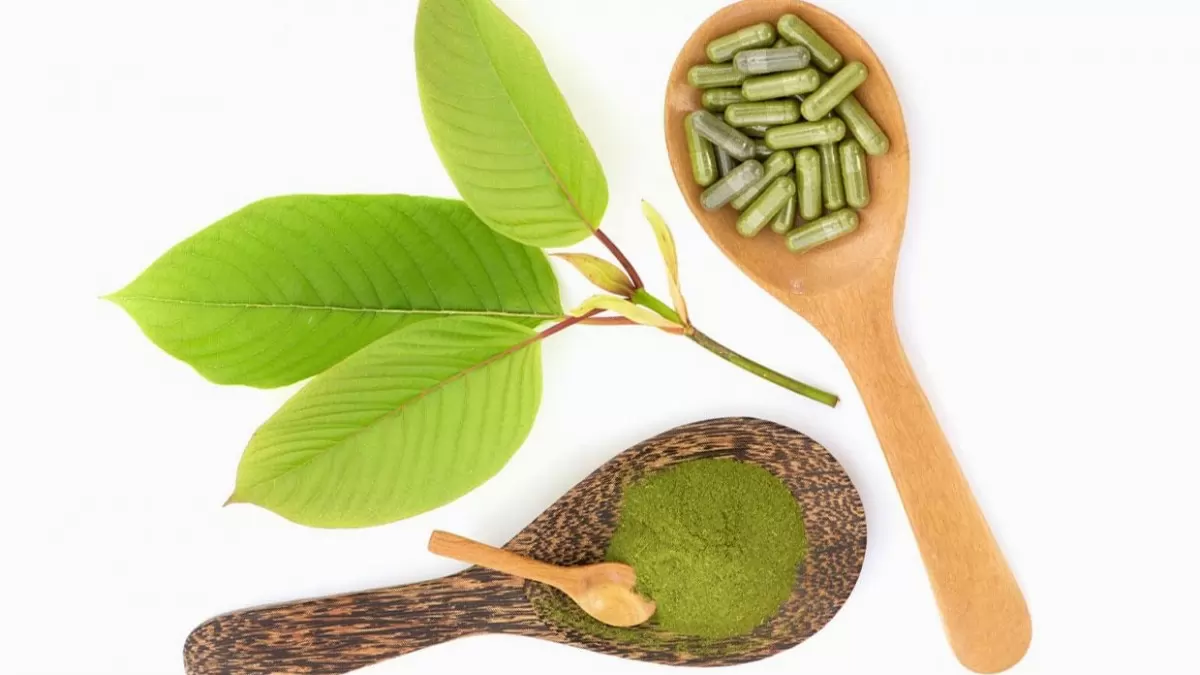 Key Compounds in Kratom: The Driving Force Behind the Plant's Possibilities